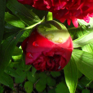 Rich red peonies growing in a clump.