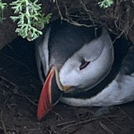 Skomer and Puffins