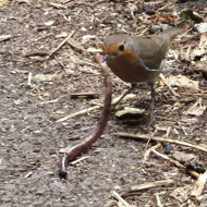 A robin is standing on the edge of a concrete path. He has just snatched up a worm. The thick long worm is now dangling in the Robin's small beak