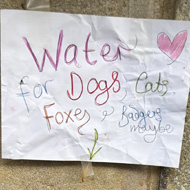 A colourful handwritten sign on a wall above three bowls of water. The sign reads ‘ Water for dogs, cats, foxes and badgers maybe’