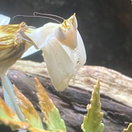Mantis which looks like an orchid sitting on a branch