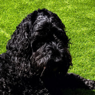 My black dog Ozzie in our garden looking very relaxed and not bothered about the 44 °C heat at all!