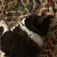 A black and white fluffy cat laying sideways away from the camera on a colourful rug.