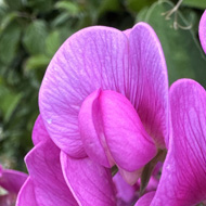 Vivid pink sweet pea flowers against a background of rich green leaves