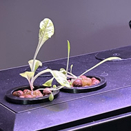 Fish tank with growing beds on top