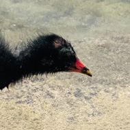Small moorhen chick walking along the road edge of a pond