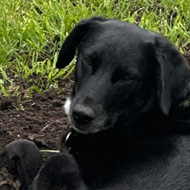 Dog in the dirt