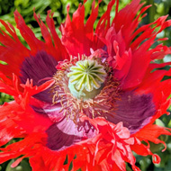 June has been too hot to venture out much but we were able to go for a short walk round a beautiful garden nearby where I took these shots. There were glorious colours round every corner. So upflifting!