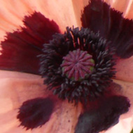 Large apricot-pink poppies in bloom