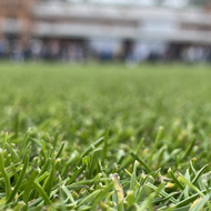 In-focus grass in the very close foreground, with blurred buildings in the background.