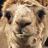 Head shot of an Alpaca. His thin teeth are visible because his bottom lip has drooped down. In the background there is another alpaca