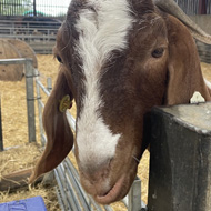 A friendly white and brown goat gives birthday blessings.