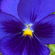 Beautiful pansies - stunning blue / violet colour