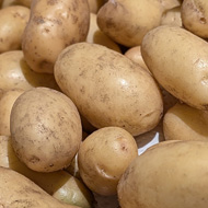 A bowl of early crop potatoes