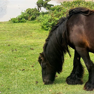 Dark brown pony with glossy coat and white socks eats grass overlooking a golden sandy beach with hills in the distance.