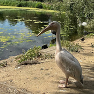 Pelican in St James Park standing by pond.