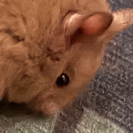 A Syrian hamster hunched up eating a seed in its run