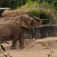 An elephant scooping up sand and throwing it over it's back
