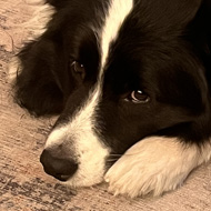 A border collie rolling his eyes.