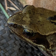 A frog sitting in the corner of a plastic greenhouse looks up at the camera and considers whether and when to hop away to safety