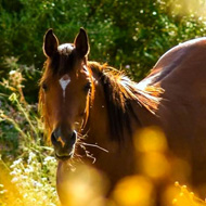 Horse nature love