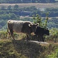 Cows walking in a line with view of the city of Gloucester and surrounding hills behind
