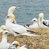 Group of Gannets on cliff edge