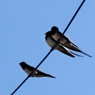 Four swallows rest on the phone lines at the top of a wooden pole, against a clear bue sky..