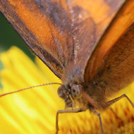 A single butterfly in half profile on a yellow flower. Distinctive black markings on the orange/brown wings mark it at the Gatekeeper.