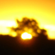 Sun setting behind a tree