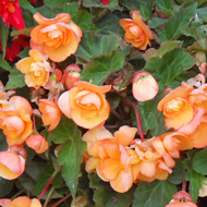 Collection of begonias in fire colours in pots
