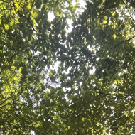 Looking up through green trees at Wendover Woods with sunlight coming through the leaves.