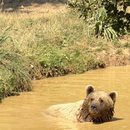 Bear
