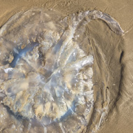 A giant jellyfish lies on sand. My feet next to it provide a sense of scale. The jellyfish is at least 3 (of my) feet in diameter, clear and transluscent with a dark circular ring.