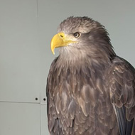 Golden Eagle sitting on a stand