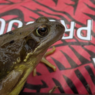 A shiny green frog sits in front of a red grow bag