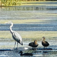 Grey Heron and various ducks on water with Glastonbury Tor in background.