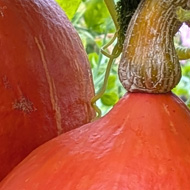 Two beautiful bright orange gourd-like squash the size of grapefruit growing on an old apple covered arch at our favourite garden. Very tempted to pick them !