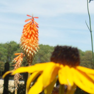 Yellow daisies in a garden setting