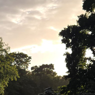 Most of the photo is greenery which lines the river. A canal boat is in view and the person operating it is bathed in the sunlight from a sun that is starting to set