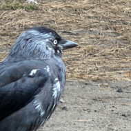 A black and grey bird standing on a wooden table