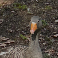 A duck in St James Park by the pond with trees in the distance