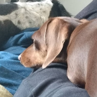A miniature dachshund lies on my legs, mostly asleep