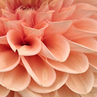 flower arrangement