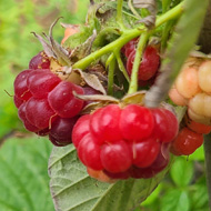 Green leaves with a couple of pink raspberries