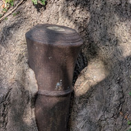A cannon-eating tree