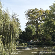 A photo taken from a covered bridge of a pond with water lilies, flowers, and trees. A trunk of wisteria cuts through the centre of the photo