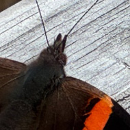 A red admiral butterfly rests on a very dry and grey piece of wood, its black wings with orange banding resting in between flights
