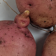 Five big pink slightly knobbly potatoes and a few crumbs of soil sit in a shiny white Belfast sink