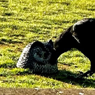 A bird pecking a plastic owl head